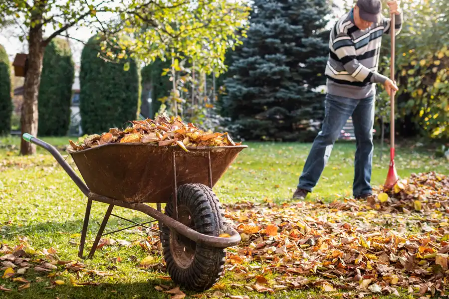 Landscape Cleanup