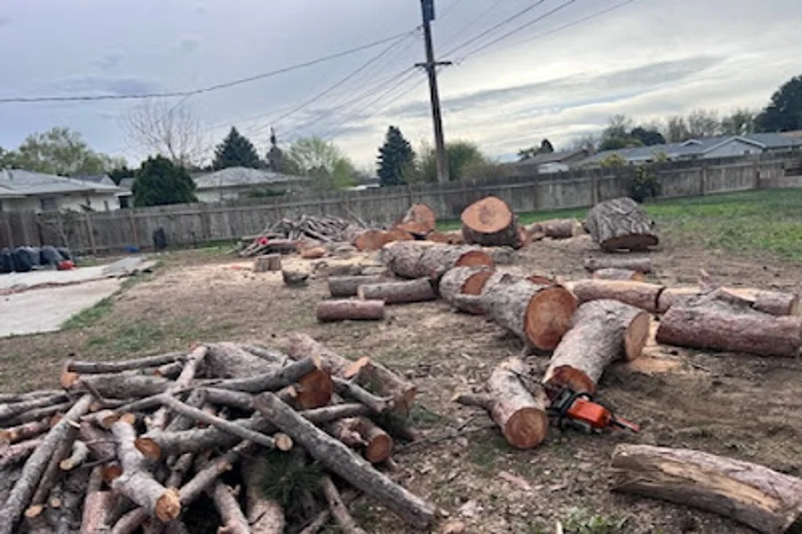 Tree Maintenance